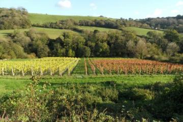 Sidbury Vineyard